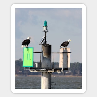 Bald Eagles Sticker